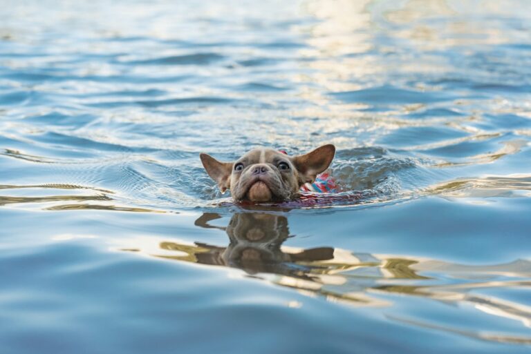 Keeping Your Pup Safe: A Guide to Summer Water Fun for Dog Moms