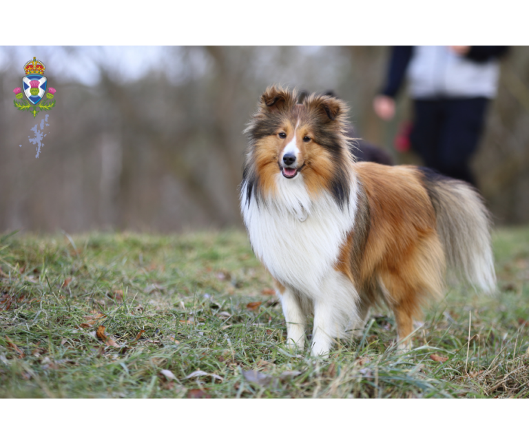 The Wonderful and Quirky Shetland Sheepdog: A Guide to Their History, Appearance, and Temperament