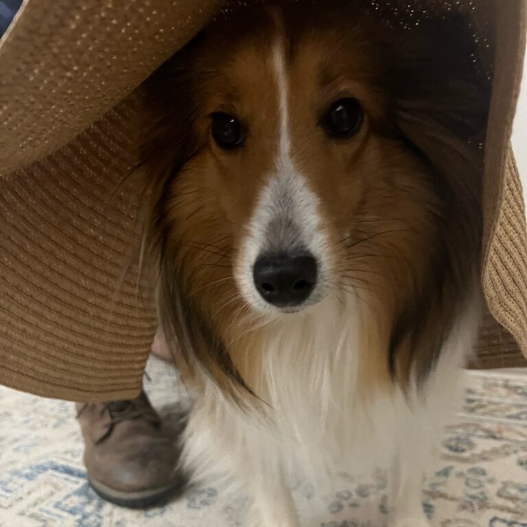 A Day in the Life of Herding Nugget: Tales from Bailey, the Sheltie Superstar